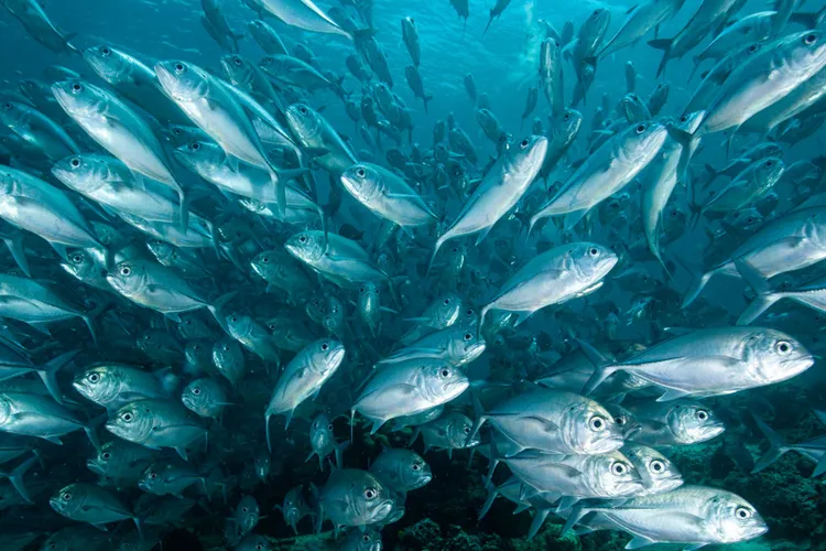 Silent Swimming Schools Of Fish Are Inspiring Submarine Design